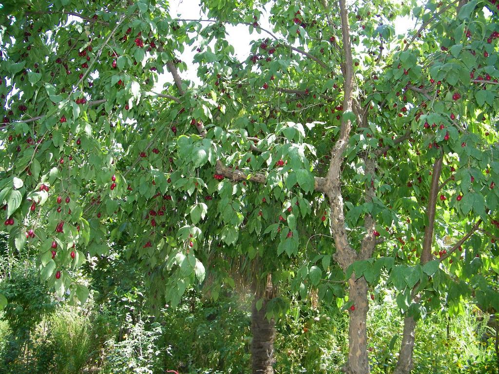 Holiday Home Ekaterine Telawi Pokój zdjęcie