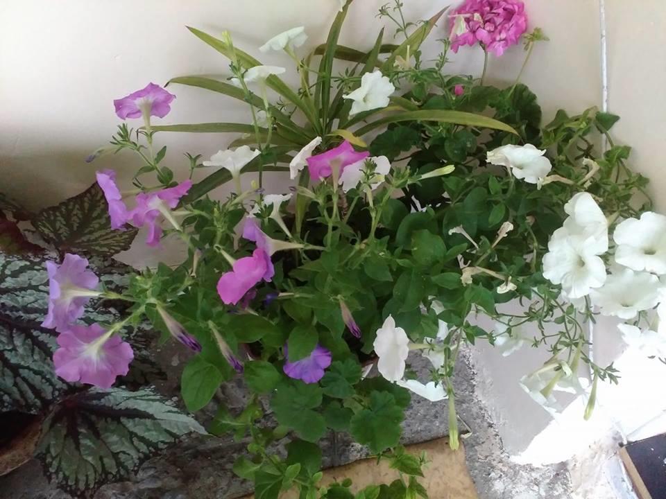 Holiday Home Ekaterine Telawi Zewnętrze zdjęcie